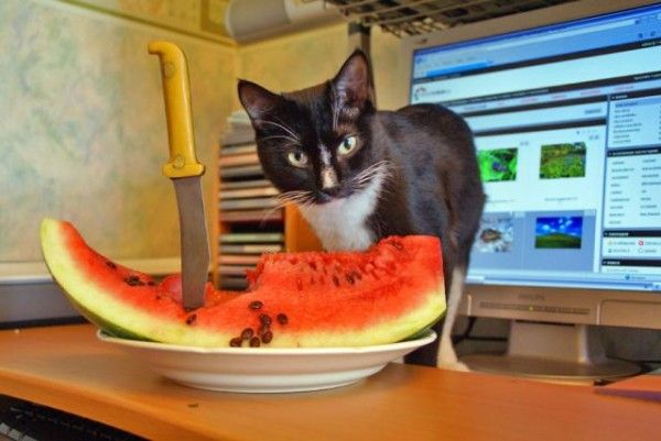 Acid Picdump (103 pics)