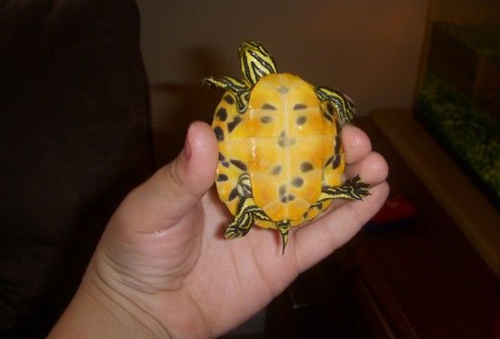 Acid Picdump (103 pics) Acid Picdump (103 pics)