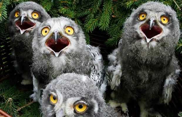 Acid Picdump (103 pics)