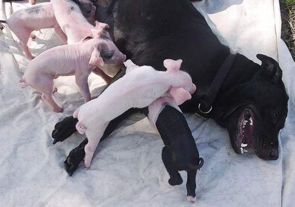 Dog and six piglets (14 pics)