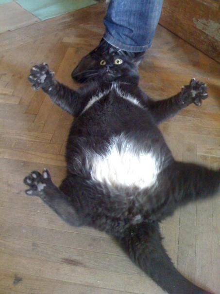 Acid picdump (124 pics)