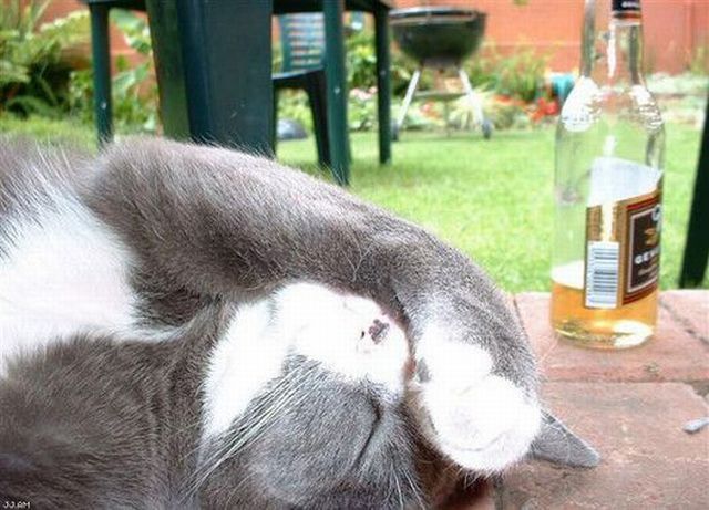 Acid picdump (124 pics)