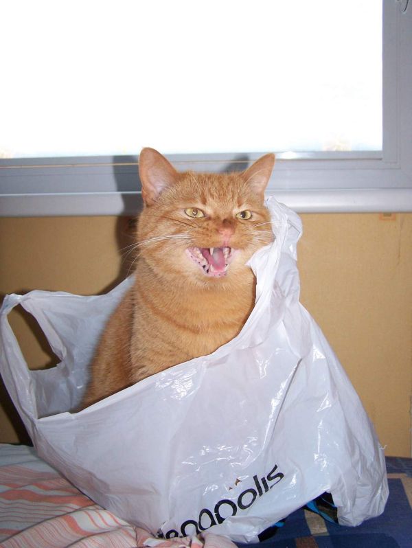 Acid picdump (124 pics)