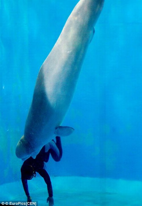 Mila the Beluga whale saves a diver (3 pics)