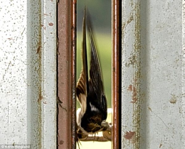 Swallow  flies in two-inch gap at 35mph (4 pics)