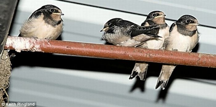 Swallow  flies in two-inch gap at 35mph (4 pics)