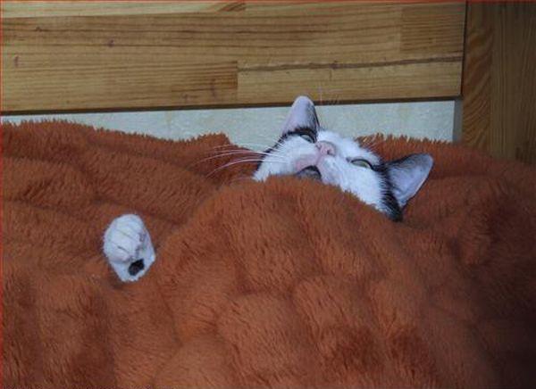 Acid Picdump (98 pics)