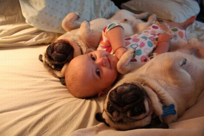 Baby and two pugs (4 pics)