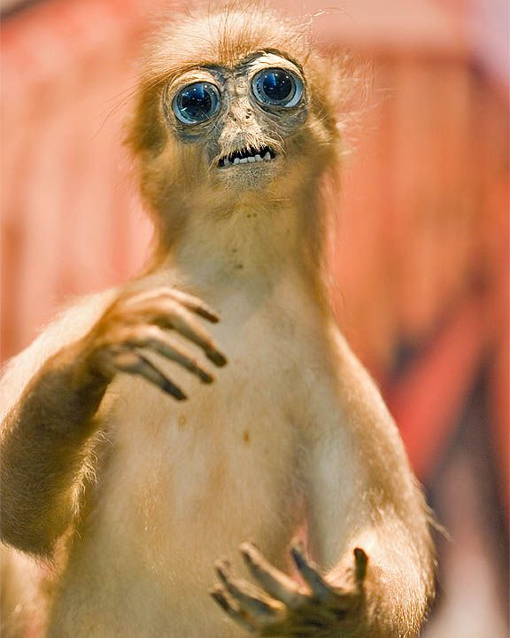 Crappy Taxidermy (60 pics)