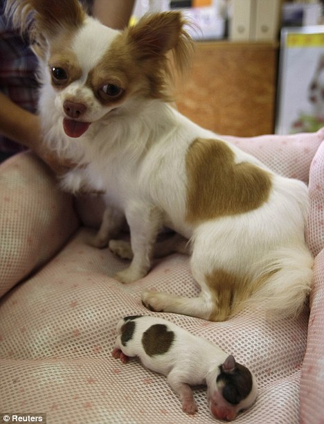 Chihuahua puppy with heart on his side (3 pics)