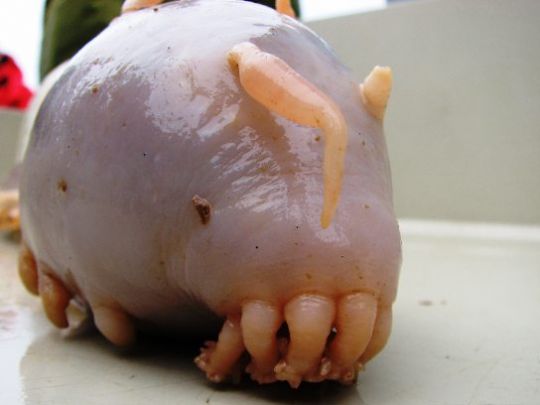 Sea pigs - one of the ugliest creatures on the planet (8 pics)