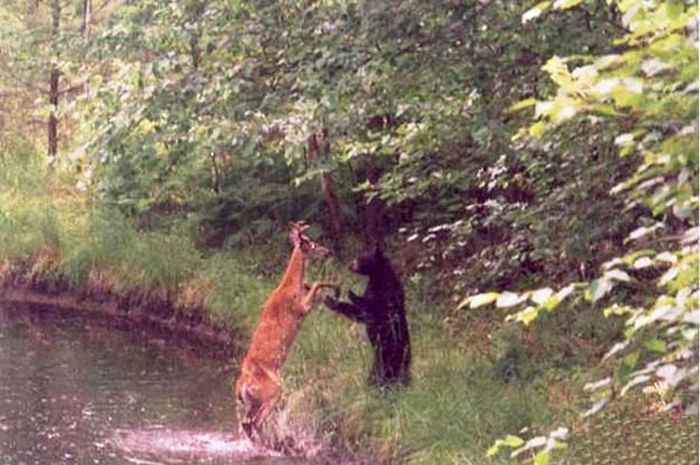 Acid Picdump (98 pics)