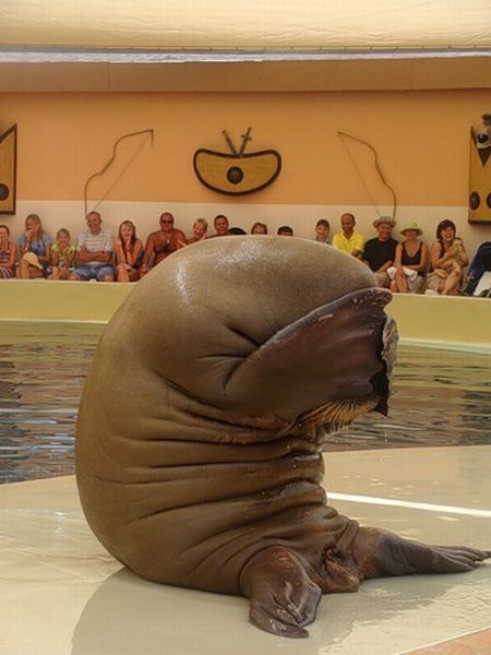 Acid Picdump (98 pics)