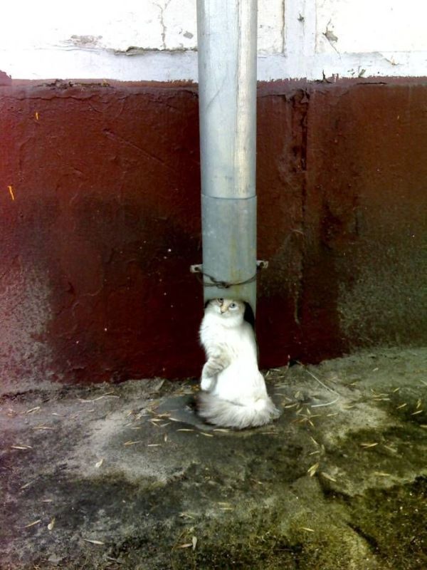 Acid Picdump (98 pics)