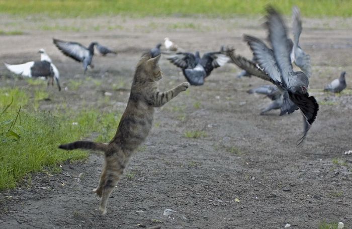 Acid Picdump (98 pics)