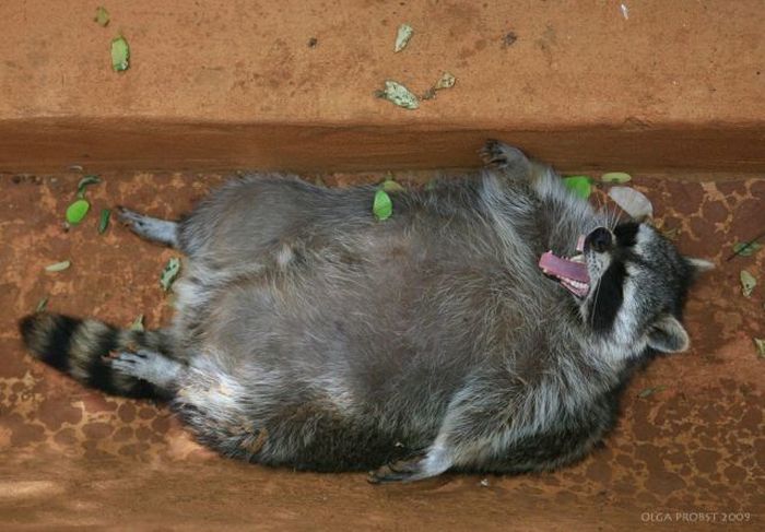 Acid Picdump (98 pics)