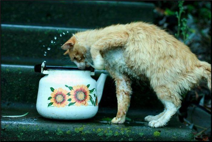 Acid Picdump (98 pics)