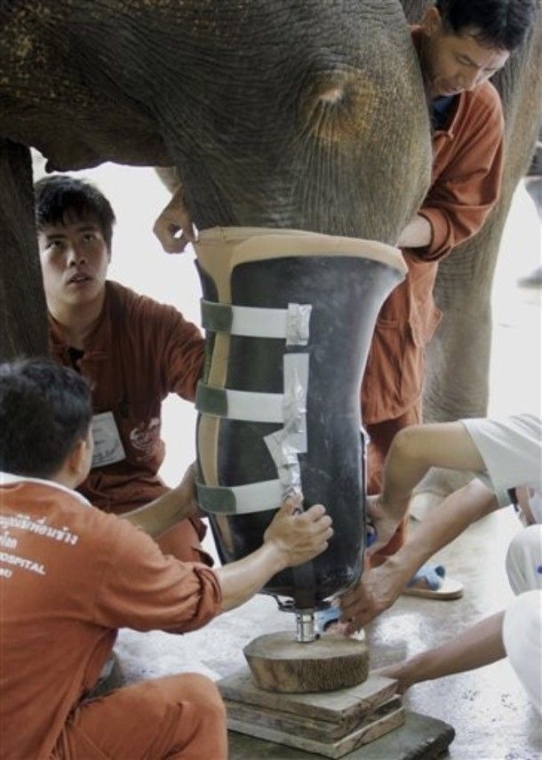 Artificial leg for an elephant (13 pics)