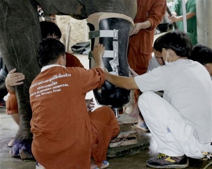 Artificial leg for an elephant (13 pics)