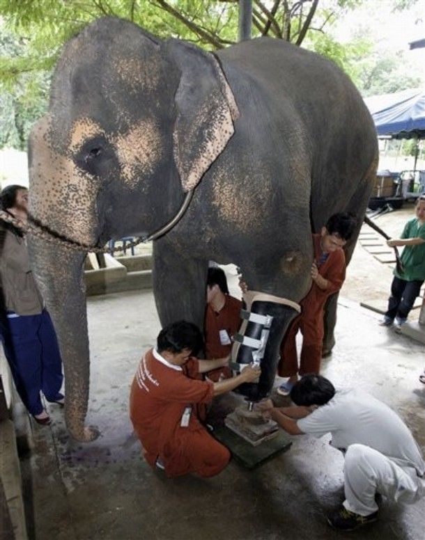 Artificial leg for an elephant (13 pics)