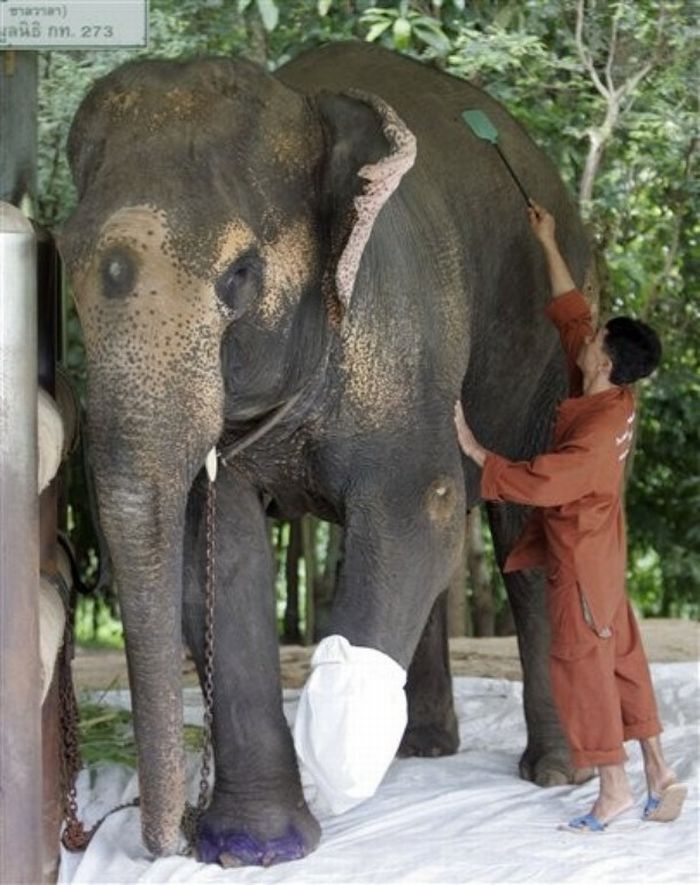 Artificial leg for an elephant (13 pics)