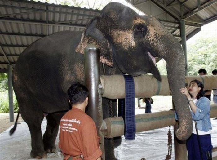 Artificial leg for an elephant (13 pics)