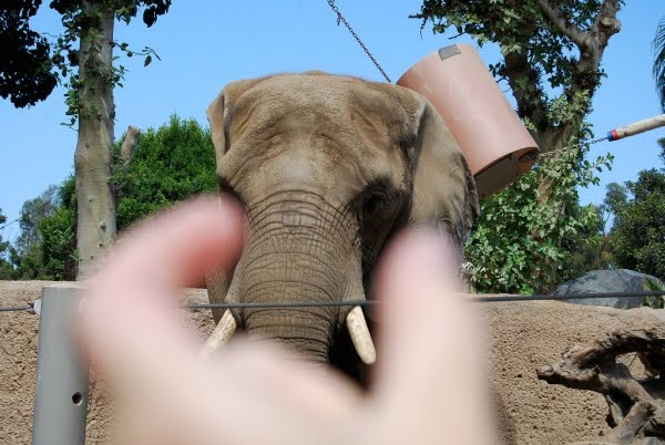 I am crushing your head  (87 pics)