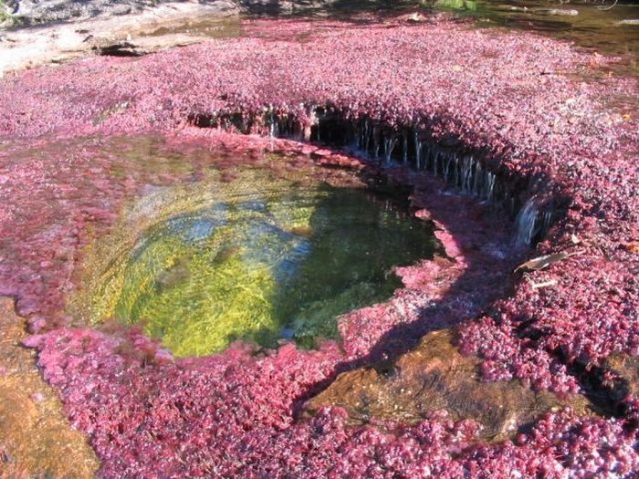 Caño Cristales river in Columbia  (21 pics)