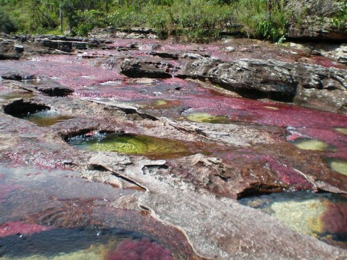 Caño Cristales river in Columbia  (21 pics)