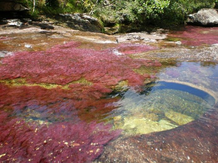 Caño Cristales river in Columbia  (21 pics)