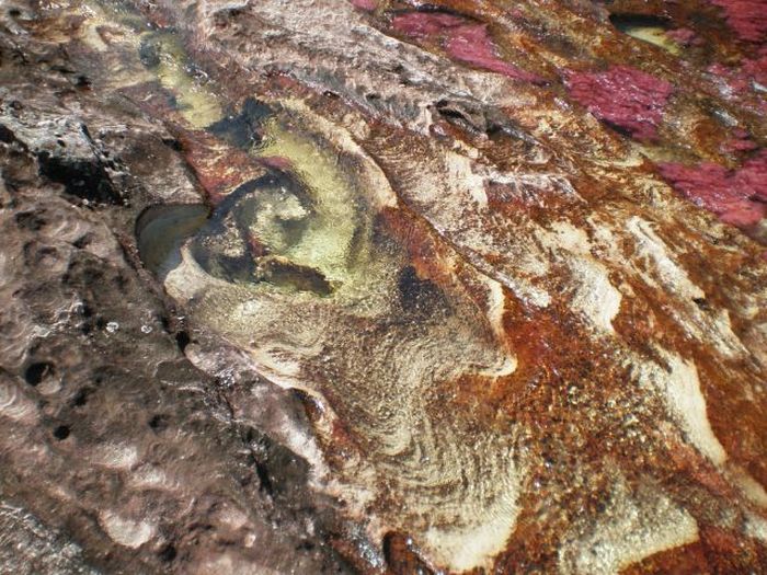 Caño Cristales river in Columbia  (21 pics)