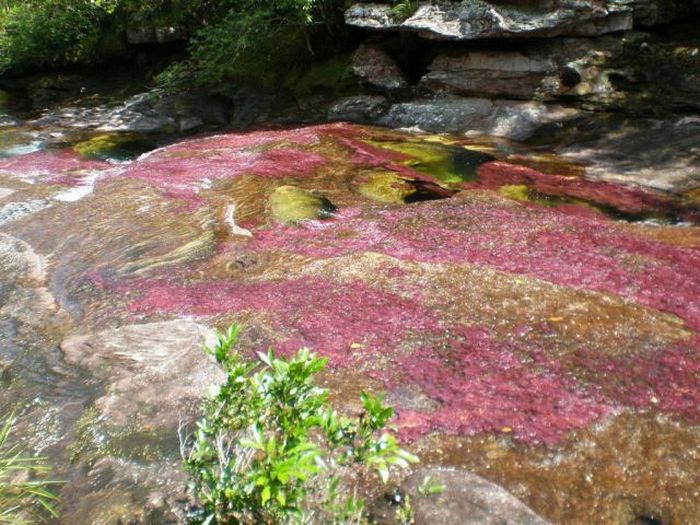 Caño Cristales river in Columbia  (21 pics)