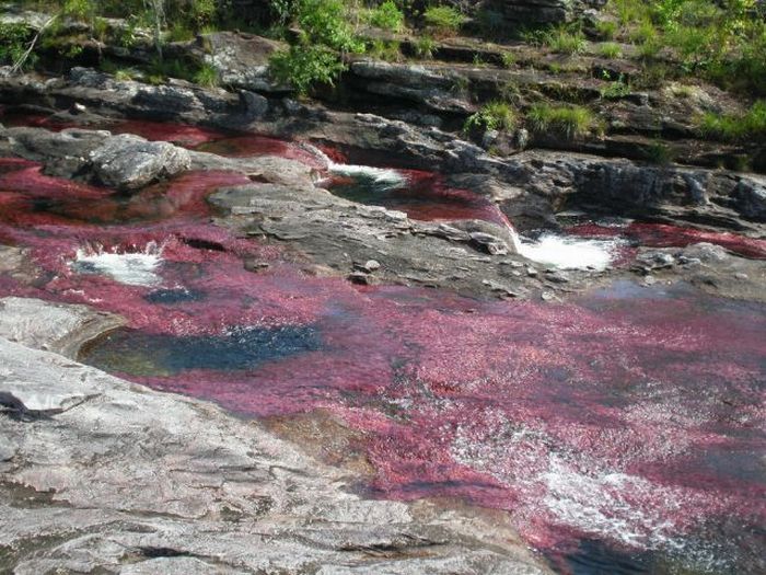 Caño Cristales river in Columbia  (21 pics)