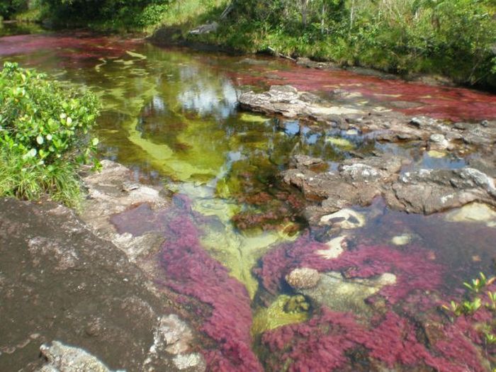 Caño Cristales river in Columbia  (21 pics)