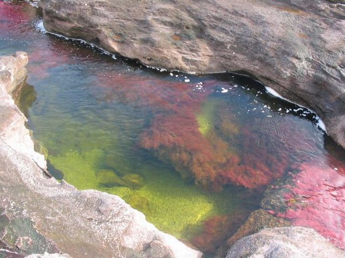 Caño Cristales river in Columbia  (21 pics)