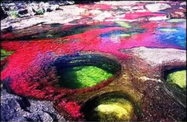 Caño Cristales river in Columbia  (21 pics)