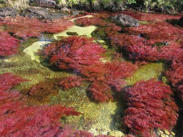 Caño Cristales river in Columbia  (21 pics)