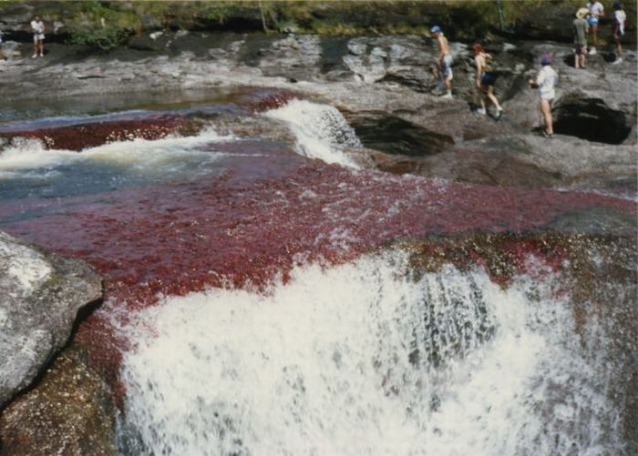 Caño Cristales river in Columbia  (21 pics)