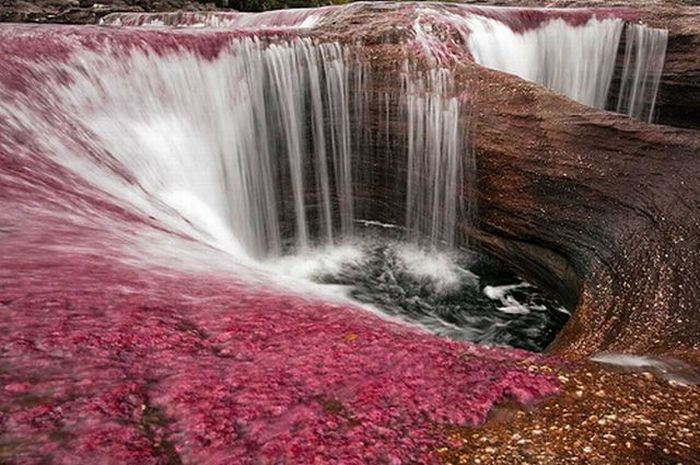 Caño Cristales river in Columbia  (21 pics)
