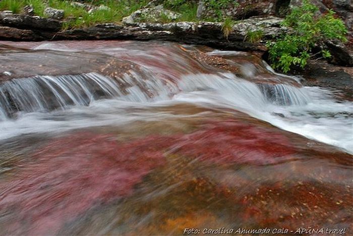 Caño Cristales river in Columbia  (21 pics)