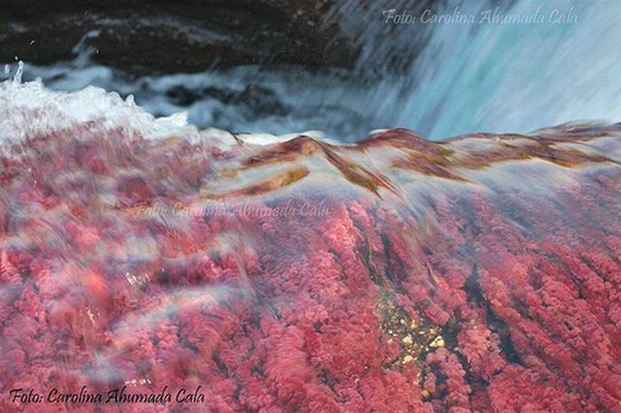 Caño Cristales river in Columbia  (21 pics)