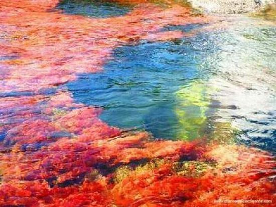 Caño Cristales river in Columbia  (21 pics)