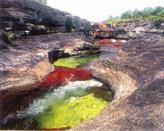 Caño Cristales river in Columbia  (21 pics)