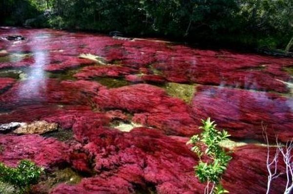 Caño Cristales river in Columbia  (21 pics)