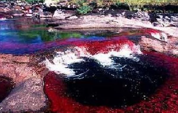 Caño Cristales river in Columbia  (21 pics)