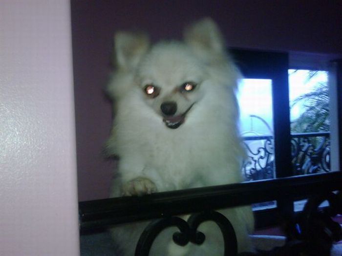 Paris Hilton's dogs have a new home (12 pics)