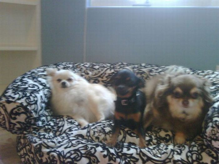Paris Hilton's dogs have a new home (12 pics)