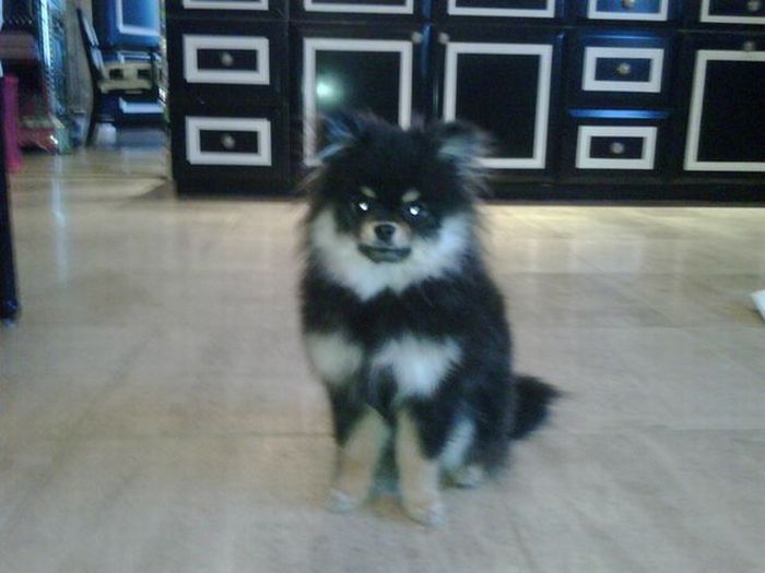 Paris Hilton's dogs have a new home (12 pics)