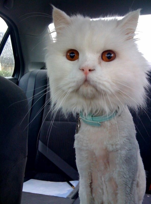 Acid Picdump (118 pics)