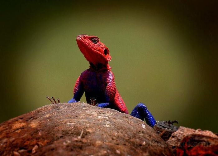 Acid Picdump (118 pics)